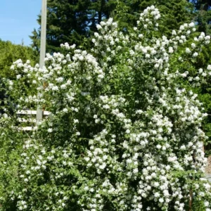 Mock Orange Bush, Mock Orange Shrub Live Plant, Sweet Fragrant Mock Orange Plants Tree Live, Philadelphus in 4 Inc Pot