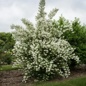 House Plant Mock Orange Bush Philadelphus, Mock Orange Blossom Bush Shrub Live Plant Tree in 4 Inc Pot Ready to Plant