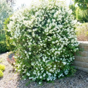 House Plant Mock Orange Bush Philadelphus, Mock Orange Blossom Bush Shrub Live Plant Tree in 4 Inc Pot Ready to Plant