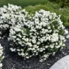 Fragrant Mock Orange Plants Tree Live Shrub House Plant Mock Orange Bush, Philadelphus Plant in 4 Inc Pot