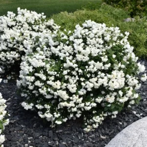 Fragrant Mock Orange Plants Tree Live Shrub House Plant Mock Orange Bush, Philadelphus Plant in 4 Inc Pot
