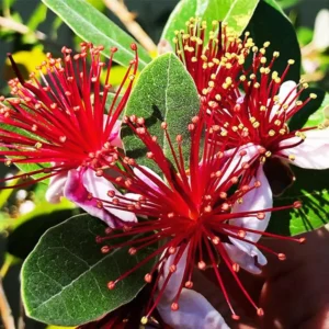 Pineapple Guava Plant Tree Live, Fragrant Guava Tree Plant for Growing, Very Well Rooted, 5 to 10 Inc Tall