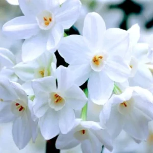 Ziva Paperwhite Narcissus Bulbs, 3 Bulbs for Planting, Very Fragrant, Sweet Daffodils, White Blooms