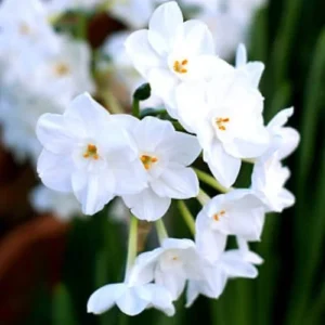 3 Ziva Paperwhite Narcissus Bulbs for Planting, Sweet White Daffodils Blooms, Very Fragrant