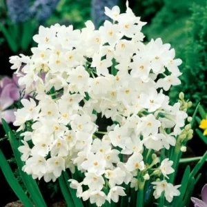 Ziva Paperwhite Narcissus Bulbs, 3 Bulbs for Planting, Very Fragrant, Sweet Daffodils, White Blooms, Holiday Planting