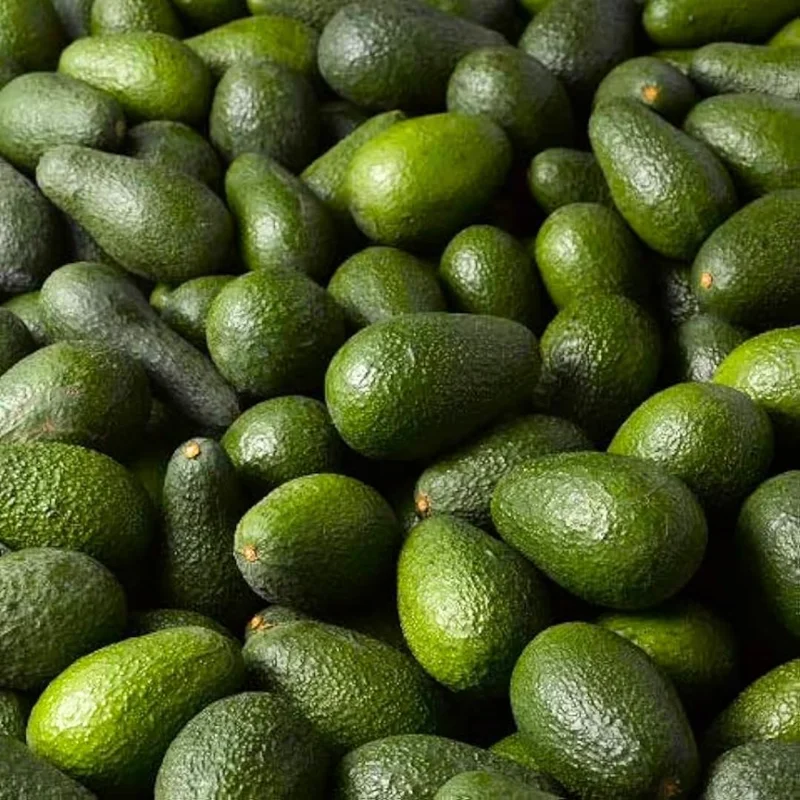 Avocado HASS Tree Live Plant Seedling in 4 Inc Pot, 1 Year Old Well Rooted Avocado Plant Live for Planting, Sweet Avocado Tree Plant for Growing Indoor Outdoor, Green