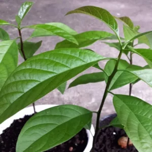 Avocado HASS Tree Live Plant Seedling in 4 Inc Pot, 1 Year Old Well Rooted Avocado Plant Live for Planting, Sweet Avocado Tree Plant for Growing Indoor Outdoor, Green