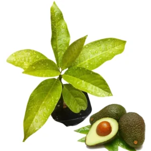 Avocado HASS Tree Live Plant Seedling in 4 Inc Pot, 1 Year Old Well Rooted Avocado Plant Live for Planting, Sweet Avocado Tree Plant for Growing Indoor Outdoor, Green