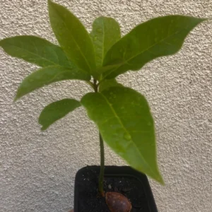 Avocado HASS Tree Live Plant Seedling in 4 Inc Pot, 1 Year Old Well Rooted Avocado Plant Live for Planting, Sweet Avocado Tree Plant for Growing Indoor Outdoor, Green