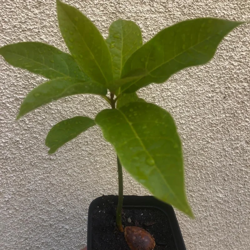 Avocado HASS Tree Live Plant Seedling in 4 Inc Pot, 1 Year Old Well Rooted Avocado Plant Live for Planting, Sweet Avocado Tree Plant for Growing Indoor Outdoor, Green