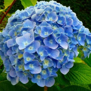 Blue Bigleaf Hydrangea Live Plant in 2.5 Inch Pot, Hydrangea Tree Shrub Bush Perennial Outdoor Planting