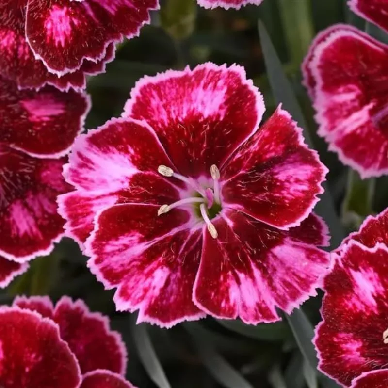 Ruby Red Dianthus Plant Live Carnation Planting Perennial, Very Fragrant in 2.5 Inch Pot