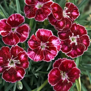Ruby Red Dianthus Plant Live Carnation Planting Perennial, Very Fragrant in 2.5 Inch Pot