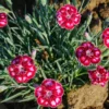 Ruby Red Dianthus Plant Live Carnation Planting Perennial, Very Fragrant in 2.5 Inch Pot