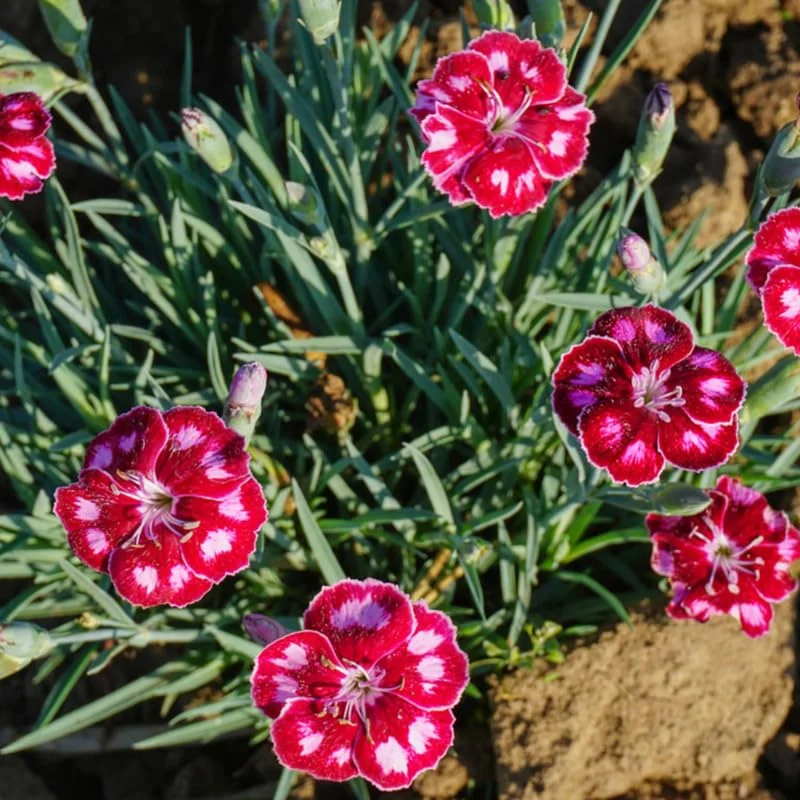 Ruby Red Dianthus Plant Live Carnation Planting Perennial, Very Fragrant in 2.5 Inch Pot