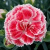 Crush Orange Dianthus Plant Live Carnation Planting Perennial, Very Fragrant in 2.5 Inch Pot
