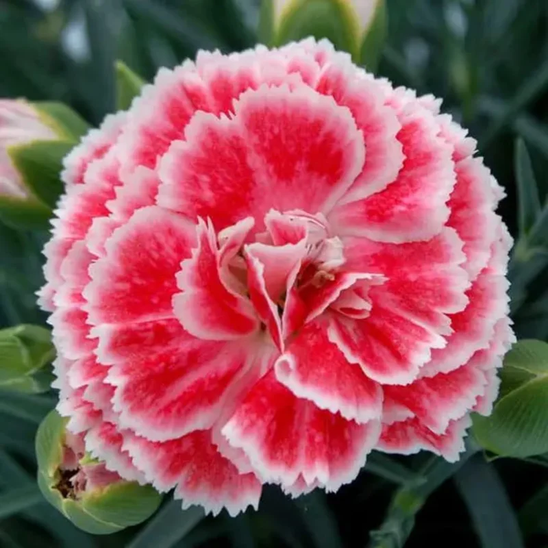 Crush Orange Dianthus Plant Live Carnation Planting Perennial, Very Fragrant in 2.5 Inch Pot
