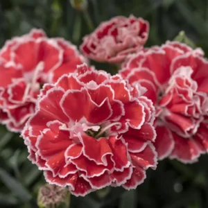 Crush Orange Dianthus Plant Live Carnation Planting Perennial, Very Fragrant in 2.5 Inch Pot