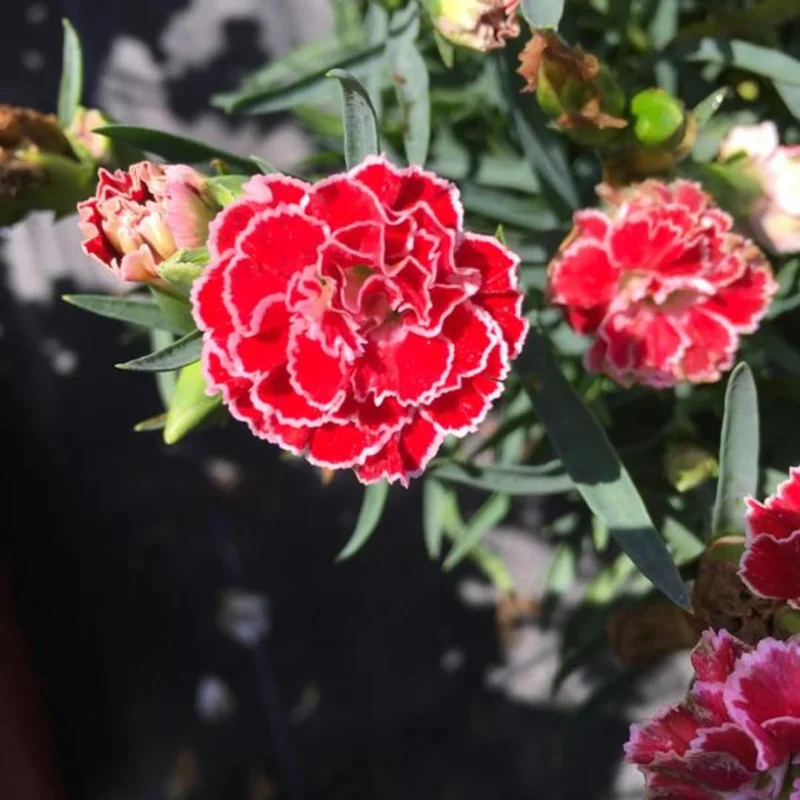 Crush Orange Dianthus Plant Live Carnation Planting Perennial, Very Fragrant in 2.5 Inch Pot