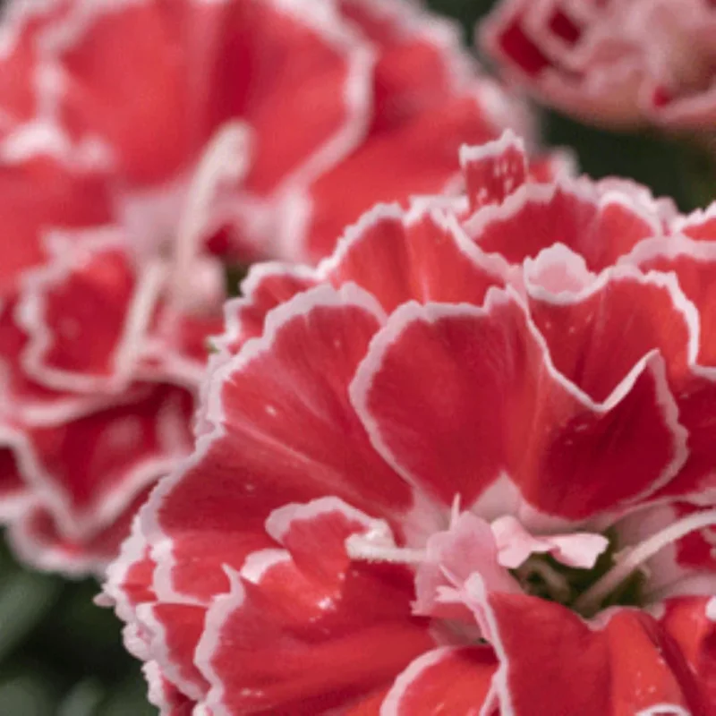 Crush Orange Dianthus Plant Live Carnation Planting Perennial, Very Fragrant in 2.5 Inch Pot