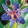 Dark Pink Blue Toad Lily Live Plant, Hardy Lily for Planting, Shade in 2.5 Inch Pot