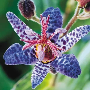 Dark Pink Blue Toad Lily Live Plant, Hardy Lily for Planting, Shade in 2.5 Inch Pot