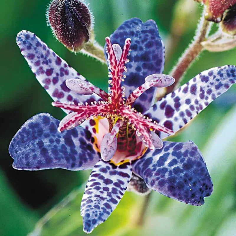 Dark Pink Blue Toad Lily Live Plant, Hardy Lily for Planting, Shade in 2.5 Inch Pot