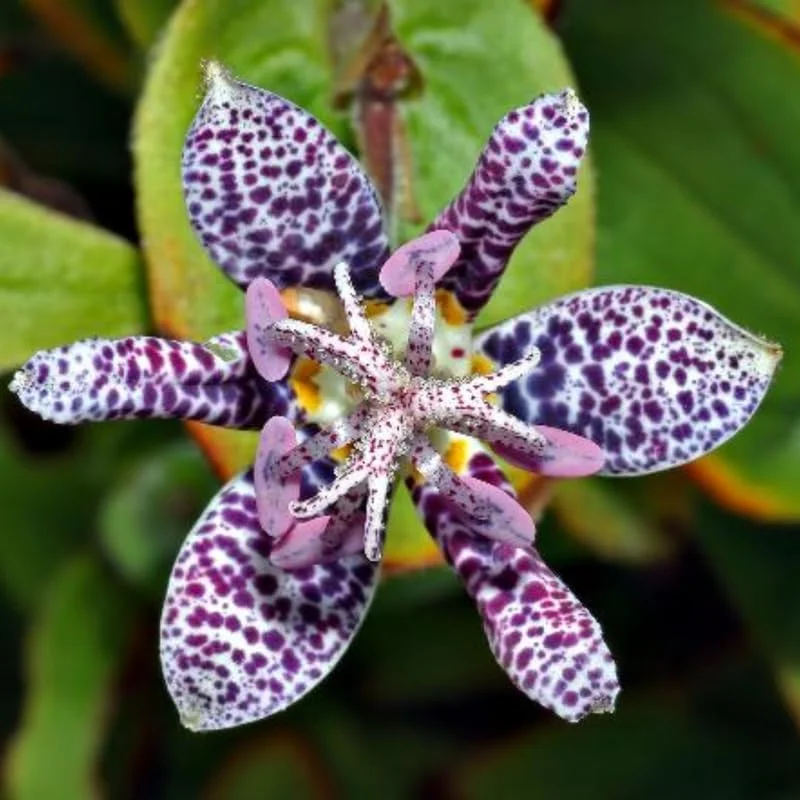 Dark Pink Blue Toad Lily Live Plant, Hardy Lily for Planting, Shade in 2.5 Inch Pot