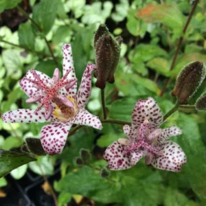 Dark Pink Blue Toad Lily Live Plant, Hardy Lily for Planting, Shade in 2.5 Inch Pot
