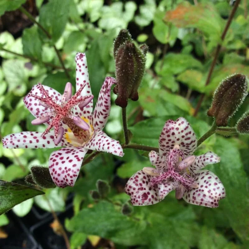 Dark Pink Blue Toad Lily Live Plant, Hardy Lily for Planting, Shade in 2.5 Inch Pot