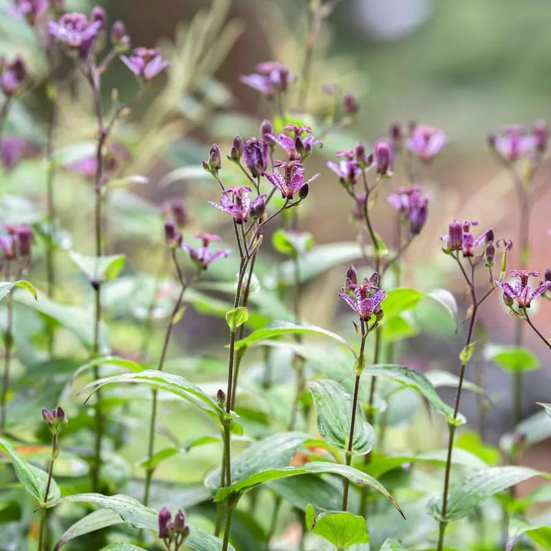 Dark Pink Blue Toad Lily Live Plant, Hardy Lily for Planting, Shade in 2.5 Inch Pot
