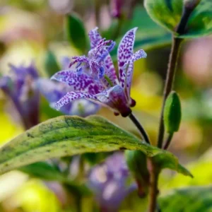 Dark Pink Blue Toad Lily Live Plant, Hardy Lily for Planting, Shade in 2.5 Inch Pot
