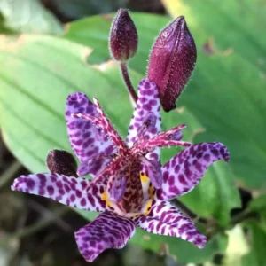 Dark Pink Blue Toad Lily Live Plant, Hardy Lily for Planting, Shade in 2.5 Inch Pot