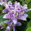 Dark Pink Purple Hardy Toad Lily Plant in 2.5 Inch Pot, Live Lily Plant Grow Indoor Outdoor