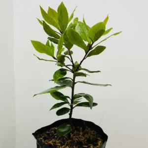 Sweet Bay Laurel Herb Plant, 1 Year Old Laurus Nobilis Bay Leaf Live Plant, Zone 8-11, Bay Leaf Tree for Indoor Outdoor Planting