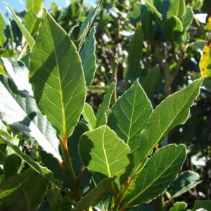 Sweet Bay Laurel Herb Plant, 1 Year Old Laurus Nobilis Bay Leaf Live Plant, Zone 8-11, Bay Leaf Tree for Indoor Outdoor Planting