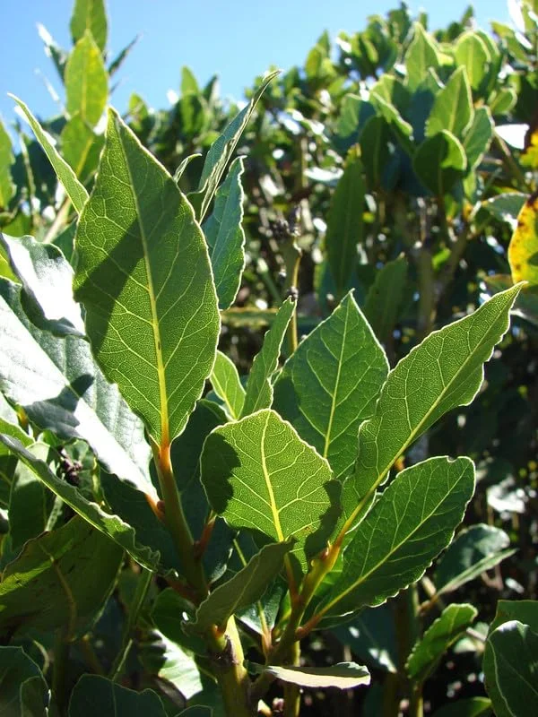 Sweet Bay Laurel Herb Plant, 1 Year Old Laurus Nobilis Bay Leaf Live Plant, Zone 8-11, Bay Leaf Tree for Indoor Outdoor Planting