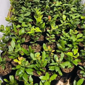 Sweet Bay Laurel Herb Plant, 1 Year Old Laurus Nobilis Bay Leaf Live Plant, Zone 8-11, Bay Leaf Tree for Indoor Outdoor Planting