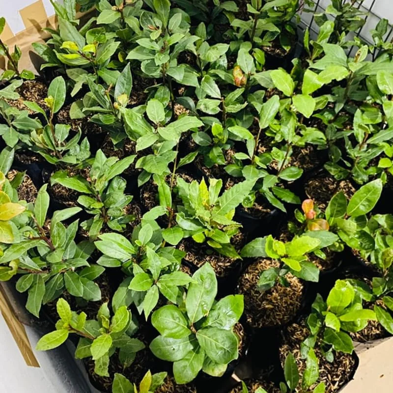 Sweet Bay Laurel Herb Plant, 1 Year Old Laurus Nobilis Bay Leaf Live Plant, Zone 8-11, Bay Leaf Tree for Indoor Outdoor Planting