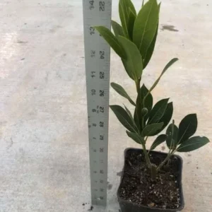 Laurus Nobilis Bay Leaf Live Plant, 14 Inch Tall from Bottom Pot, Bay Leaf Tree, Sweet Bay Laurel Herb Plant