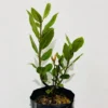 Laurus Nobilis Bay Leaf Live Plant, 14 Inch Tall from Bottom Pot, Bay Leaf Tree, Sweet Bay Laurel Herb Plant