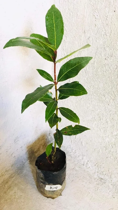 8"-1 Feet Bay Leaf Live Plant in Pot, Bay Leaf Tree, Sweet Bay Laurel Herb Plant, Laurus Nobilis Plant for Growing Indoor Outdoor, 1 Year Old