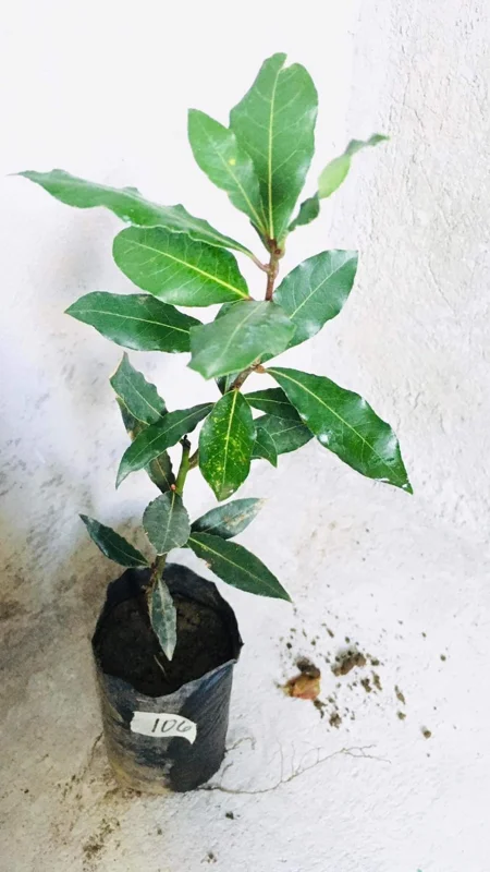 8"-1 Feet Bay Leaf Live Plant in Pot, Bay Leaf Tree, Sweet Bay Laurel Herb Plant, Laurus Nobilis Plant for Growing Indoor Outdoor, 1 Year Old