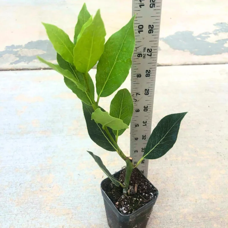 8"-1 Feet Bay Leaf Live Plant in Pot, Bay Leaf Tree, Sweet Bay Laurel Herb Plant, Laurus Nobilis Plant for Growing Indoor Outdoor, 1 Year Old