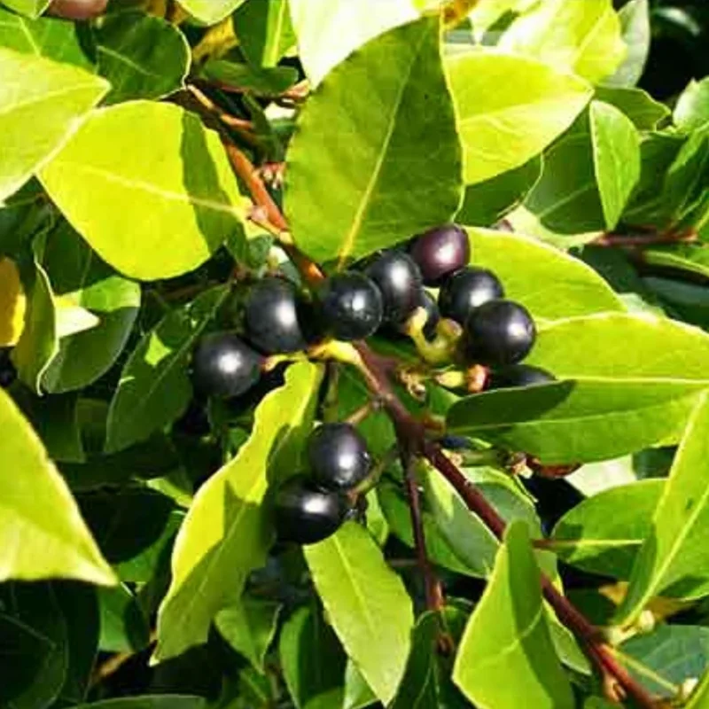 8"-1 Feet Bay Leaf Live Plant in Pot, Bay Leaf Tree, Sweet Bay Laurel Herb Plant, Laurus Nobilis Plant for Growing Indoor Outdoor, 1 Year Old