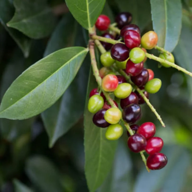 8"-1 Feet Bay Leaf Live Plant in Pot, Bay Leaf Tree, Sweet Bay Laurel Herb Plant, Laurus Nobilis Plant for Growing Indoor Outdoor, 1 Year Old
