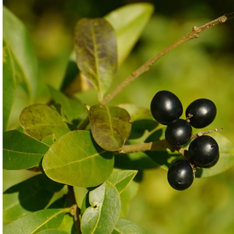 8"-1 Feet Bay Leaf Live Plant in Pot, Bay Leaf Tree, Sweet Bay Laurel Herb Plant, Laurus Nobilis Plant for Growing Indoor Outdoor, 1 Year Old