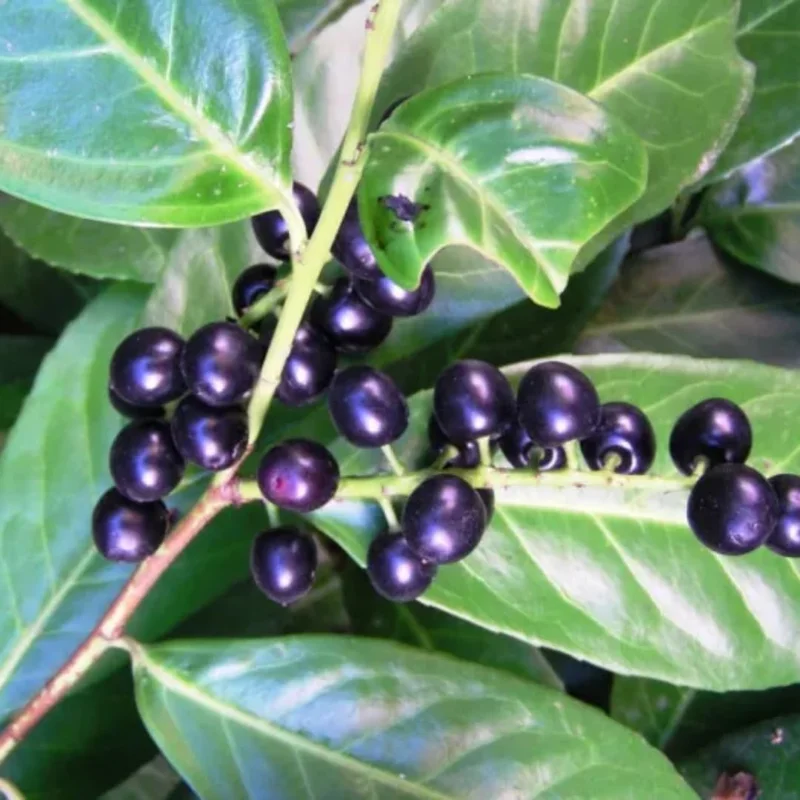 8"-1 Feet Bay Leaf Live Plant in Pot, Bay Leaf Tree, Sweet Bay Laurel Herb Plant, Laurus Nobilis Plant for Growing Indoor Outdoor, 1 Year Old