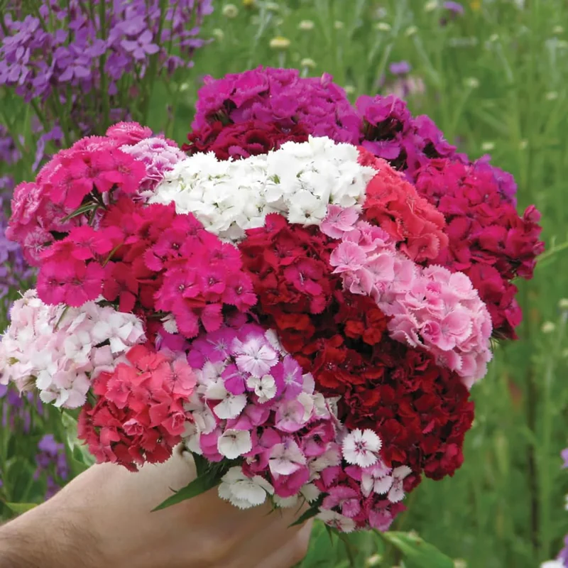 Mixed Tall Dianthus Plants Live Carnation Planting Perennial, Very Fragrant