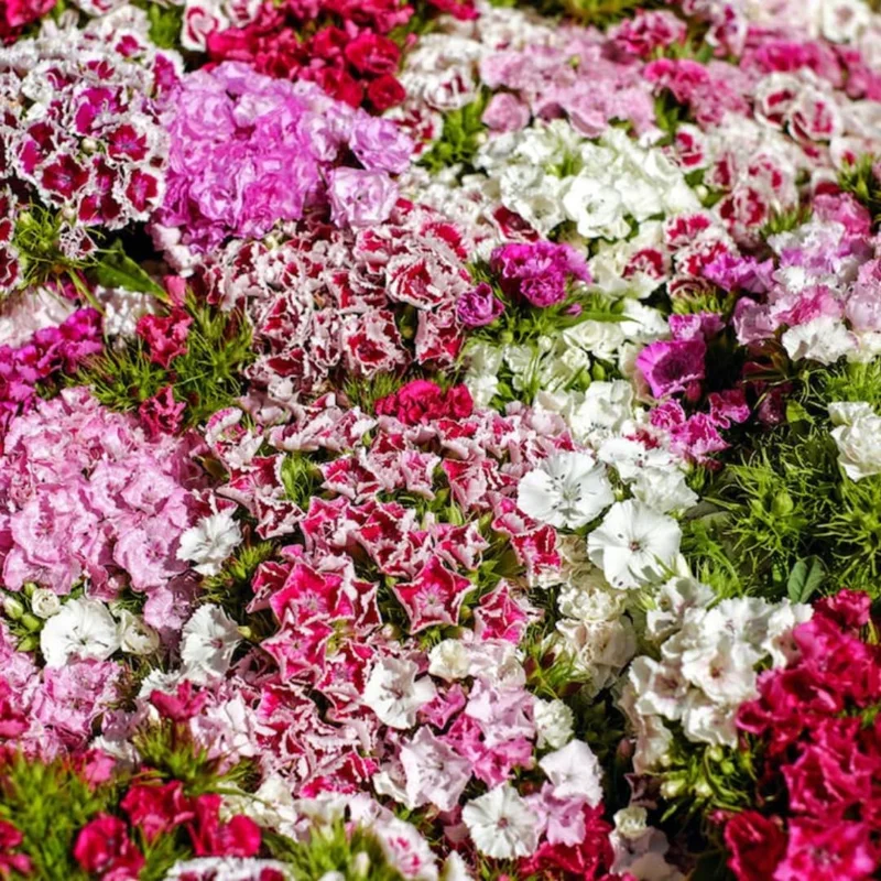 Mixed Tall Dianthus Plants Live Carnation Planting Perennial, Very Fragrant